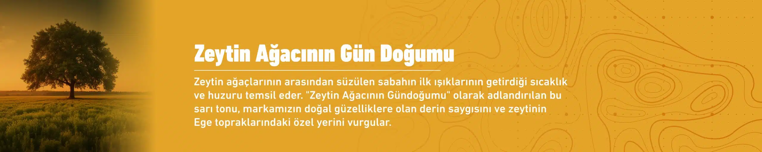 Zeytin Ağacının Gündoğumu