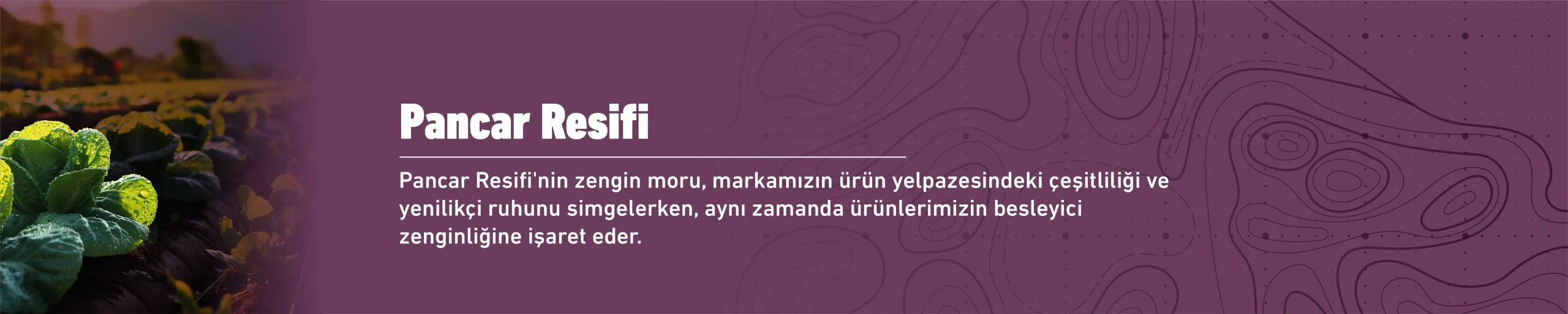 Pancar Resifi