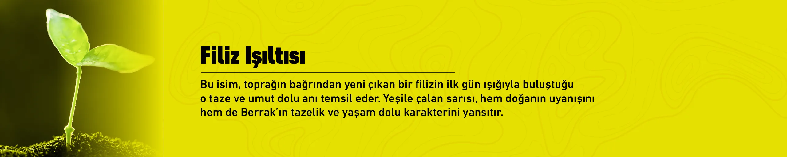 Filiz Işıltısı