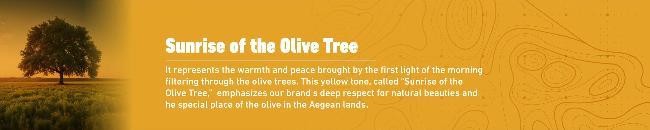 Sunrise of the Olive Tree