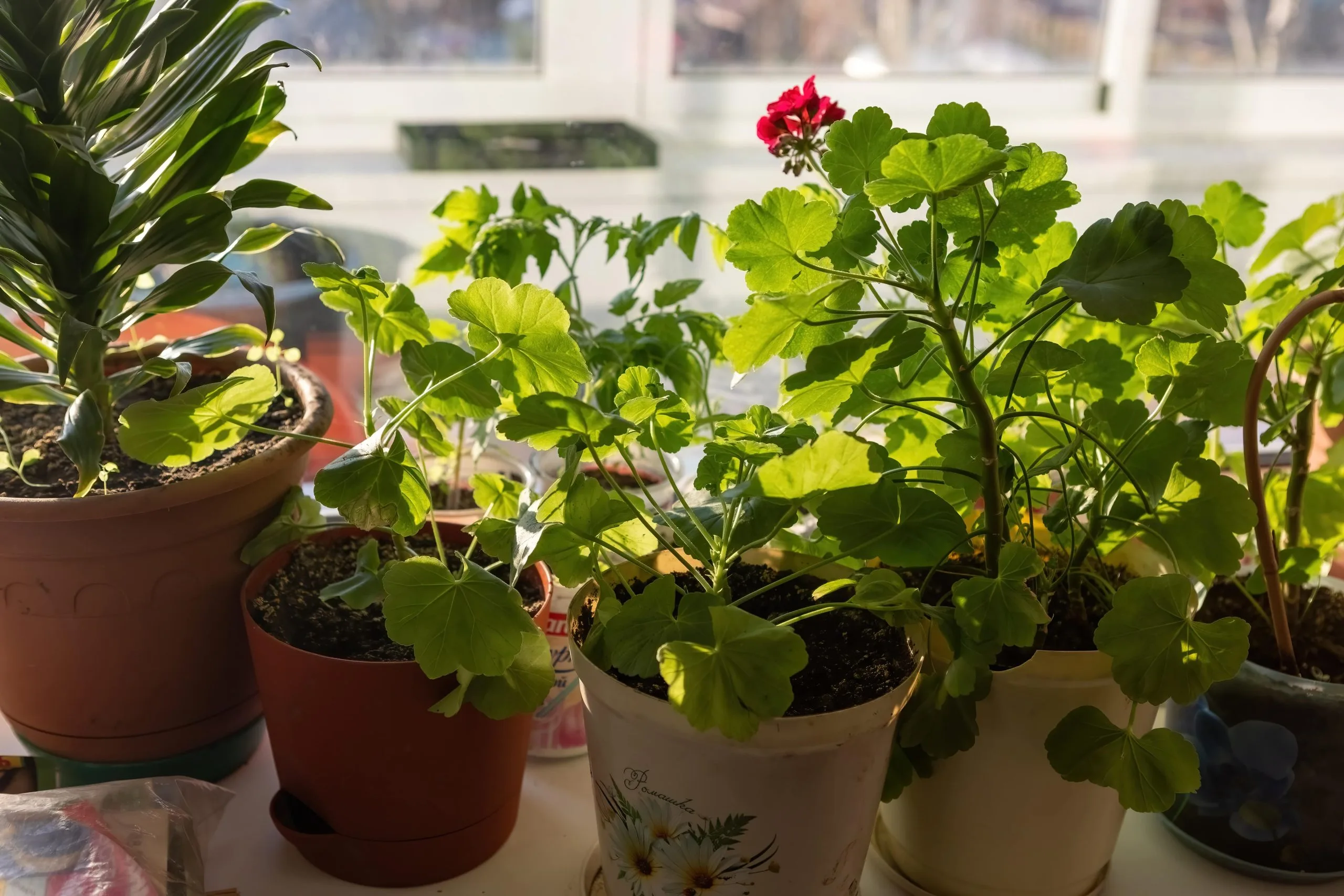 A Guide to Growing Plants at Home with Berrak Pickles