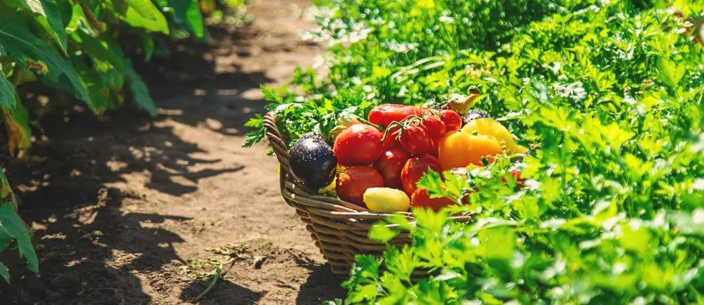 Doğanın Takvimi: Mevsimsel Üretimin Gıda Kültüründeki Yeri